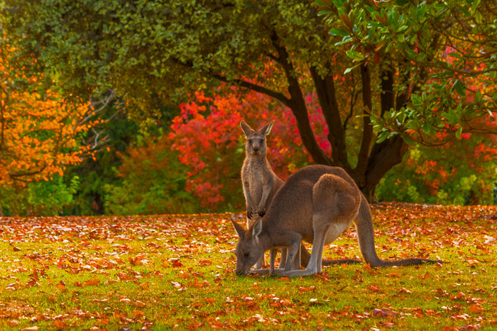Mùa thu là thời điểm cực thích hợp để du lịch Úc