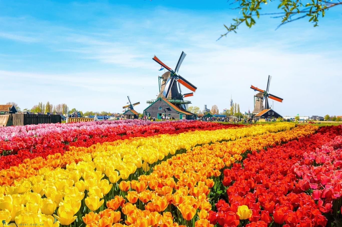 Hà Lan - Xứ sở hoa tulip làm xiêu lòng nhiều du khách