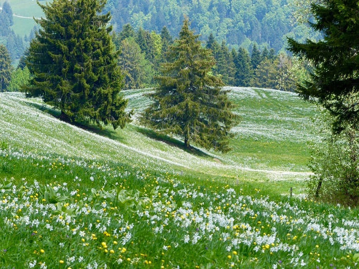Cánh đồng hoa mùa xuân ở Thụy Sĩ